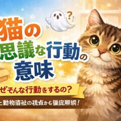 猫の不思議な行動の意味とは？獣医師・動物行動学の知見から徹底解説