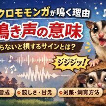 フクロモモンガが鳴く理由とは？鳴き声の意味と対処法を完全解説