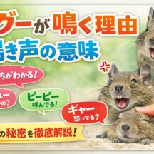 デグーが鳴く理由｜鳴き声の意味と種類を徹底解説【動物福祉の視点から】