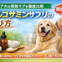 シニア犬のグルコサミンサプリおすすめ比較｜関節ケアの選び方と効果を徹底解説