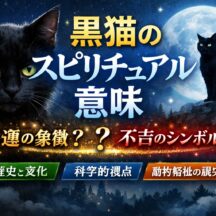 黒猫のスピリチュアルな意味とは？幸運・不吉・動物福祉の視点から徹底解説