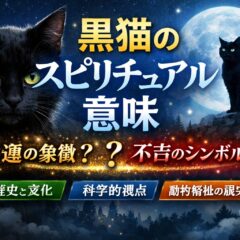 黒猫のスピリチュアルな意味とは？幸運・不吉・動物福祉の視点から徹底解説