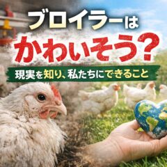 ブロイラーがかわいそうと感じたら読む記事｜養鶏の実態と私たちにできること