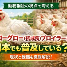 スローグロー（低成長）ブロイラーは日本でも普及しているのか？現状と課題を徹底解説