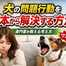 犬の問題行動を根本から解決する方法｜原因・改善ステップ・NG行動を徹底解説
