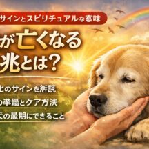 犬が亡くなる前のサインとは？死ぬ前の行動とスピリチュアルな意味を解説