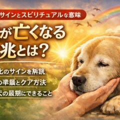 犬が亡くなる前のサインとは？死ぬ前の行動とスピリチュアルな意味を解説