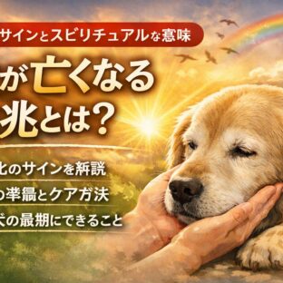 犬が亡くなる前のサインとは？死ぬ前の行動とスピリチュアルな意味を解説
