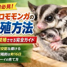 フクロモモンガの繁殖方法｜妊娠期間・ジョーイの育て方・注意点まで完全解説