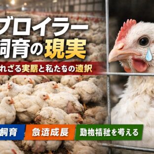 ブロイラーの飼育環境の現実の闇？あなたが知らない鶏肉の裏側と動物福祉の最前線