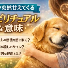 犬が突然甘えてくるスピリチュアルな意味｜実は愛犬からの大切なサインかもしれません