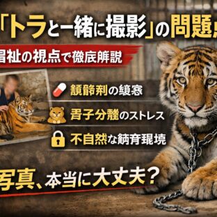 タイでトラと一緒に撮影できる観光の問題点｜動物福祉の視点から徹底解説