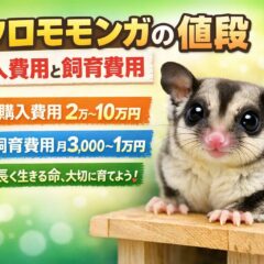 フクロモモンガの値段はいくら？購入費用・初期費用・月の飼育費を完全解説