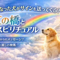 亡くなった犬がサインを送ってくる？虹の橋とペットロスの本当の意味