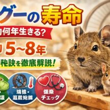 デグーの寿命｜平均何年生きる？長生きさせるための飼育ポイントを徹底解説