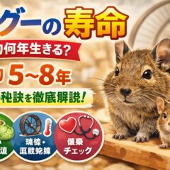 デグーの寿命｜平均何年生きる？長生きさせるための飼育ポイントを徹底解説