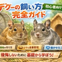 デグーの飼い方完全ガイド【初心者向け】｜後悔しないための基礎知識と実践方法
