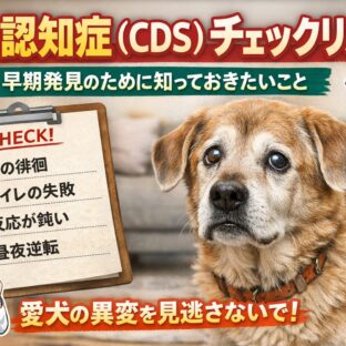 犬の認知症チェックリスト｜見逃すと危険な初期症状と対策【獣医推奨】