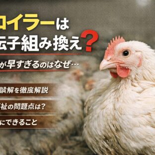 ブロイラーは遺伝子組み換えされているの？知っておきたい真実と動物福祉の現実
