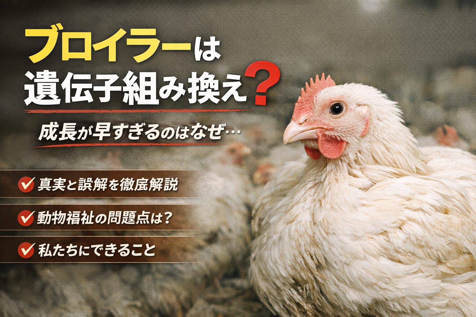 ブロイラーは遺伝子組み換えされているの？