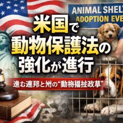 アメリカで進む動物保護法の強化｜犬の繁殖規制・虐待取り締まり・州法の最前線を徹底解説