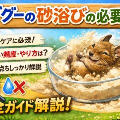 デグーの砂浴びは本当に必要？正しい頻度・方法・選び方を動物福祉の視点で徹底解説