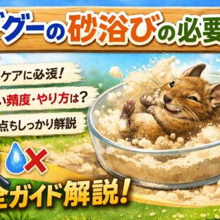 デグーの砂浴びは本当に必要？正しい頻度・方法・選び方を動物福祉の視点で徹底解説