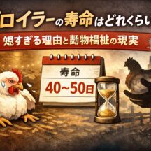 ブロイラーの寿命はたった42日？知られざる命の現実と動物福祉の最前線