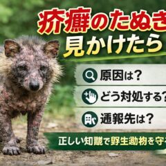 疥癬のたぬきを見かけたら？原因・感染リスク・正しい対処法を解説
