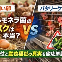 平飼い卵はサルモネラ菌が危険？バタリーケージとの真実を徹底比較【動物福祉の視点から解説】