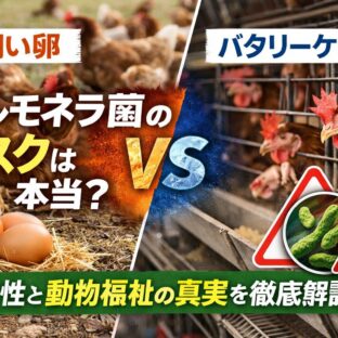 平飼い卵はサルモネラ菌が危険？バタリーケージとの真実を徹底比較【動物福祉の視点から解説】