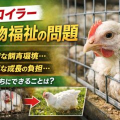 ブロイラーの動物福祉問題とは？現状・課題・私たちにできることを徹底解説