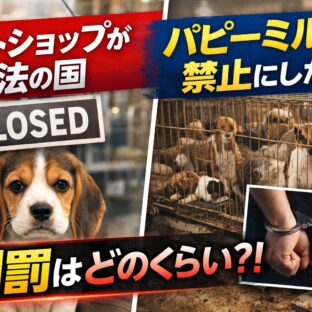 ペットショップが違法・パピーミルを禁止した国一覧｜罰則・法律・世界の動物福祉の最前線