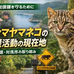 ツシマヤマネコの保護活動の現在地｜長崎県・対馬市の取り組みと絶滅危機の現状
