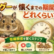 デグーが懐くまでの期間はどれくらい？懐かせ方のステップと注意点を徹底解説