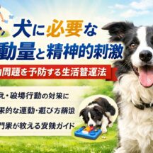 犬に必要な運動量と精神的刺激｜不足が招く問題行動と正しい生活管理法【完全ガイド】