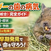 デグーの歯の病気（不正咬合）｜原因・症状・治療・予防まで完全解説
