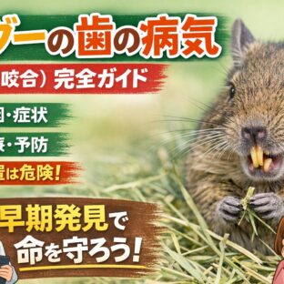 デグーの歯の病気（不正咬合）｜原因・症状・治療・予防まで完全解説