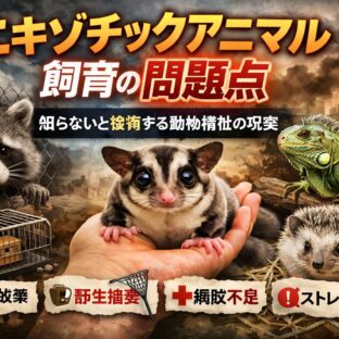 エキゾチックアニマル飼育の問題点｜動物福祉から考えるペットの現実