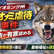 ワイオミング州オオカミ虐待事件｜スノーモービルで轢いた被告が有罪認める―野生動物保護の課題とは