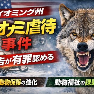 ワイオミング州オオカミ虐待事件｜スノーモービルで轢いた被告が有罪認める―野生動物保護の課題とは