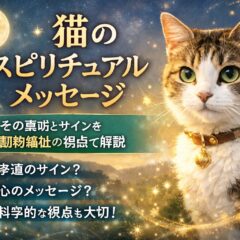 猫が見つめるスピリチュアルな意味とは？科学と霊的視点から徹底解説