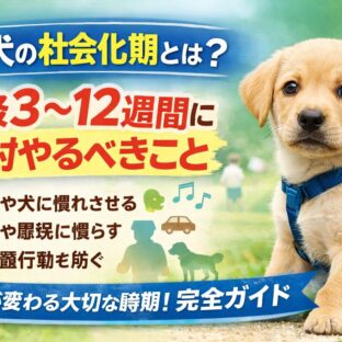 子犬の社会化期とは？生後3〜12週間に絶対やるべきこと完全ガイド