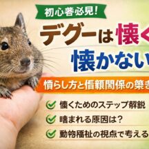 デグーは懐く？懐かない？慣らし方を動物福祉の視点から徹底解説