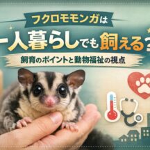 フクロモモンガは一人暮らしでも飼える？後悔しないための飼育条件と注意点