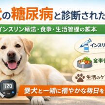 犬の糖尿病と診断されたら——インスリン療法・食事・生活管理の基本【完全ガイド】