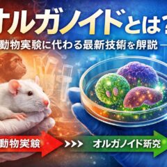 オルガノイドとは？動物実験に代わる最新技術をわかりやすく解説【動物福祉の新時代】