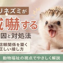 ハリネズミが威嚇する原因と対処法｜動物福祉の視点から徹底解説