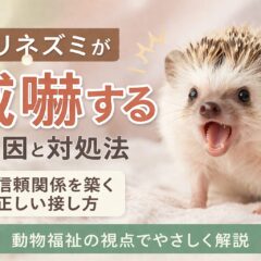 ハリネズミが威嚇する原因と対処法｜動物福祉の視点から徹底解説