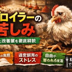 ブロイラーの苦しみとは何か？知られざる鶏の飼育実態と動物福祉の現在地
